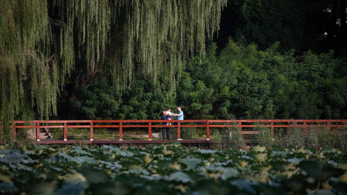 China revoluciona el ciclo del agua del país gracias a una reforestación masiva