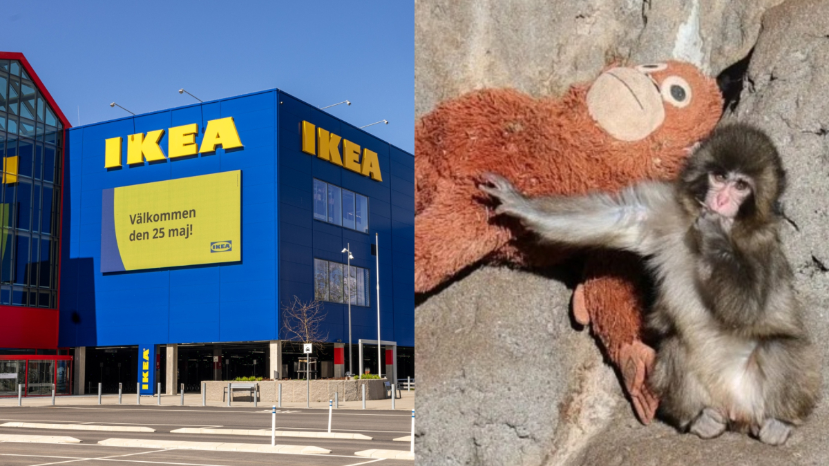 La acción publicitaria más emocionante de IKEA: lanzan un peluche que apoya a Punch, el mono abandonado por su madre al nacer