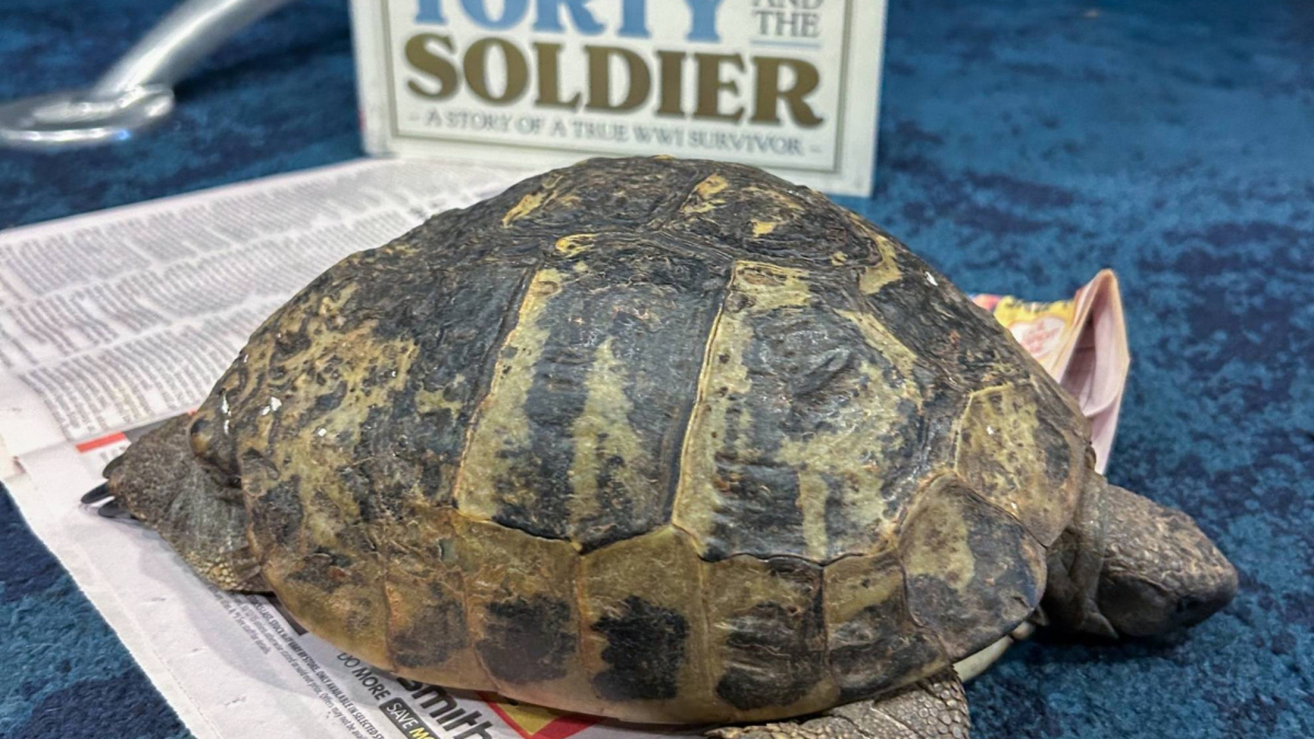 La emotiva historia de Torty, la tortuga que sobrevivió a la Guerra Mundial y hoy cumple cien años