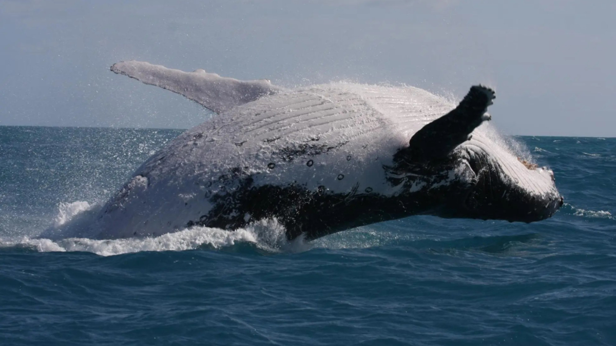 Una ballena azul se acerca a Argentina y enmudece a los biólogos: "Gigantesca