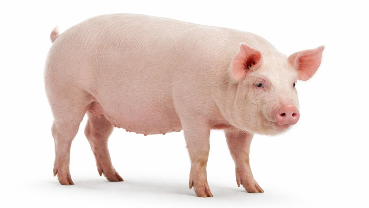 Avance clave hacia la criopreservación humana: logran congelar el cerebro de un cerdo sin dañarlo
