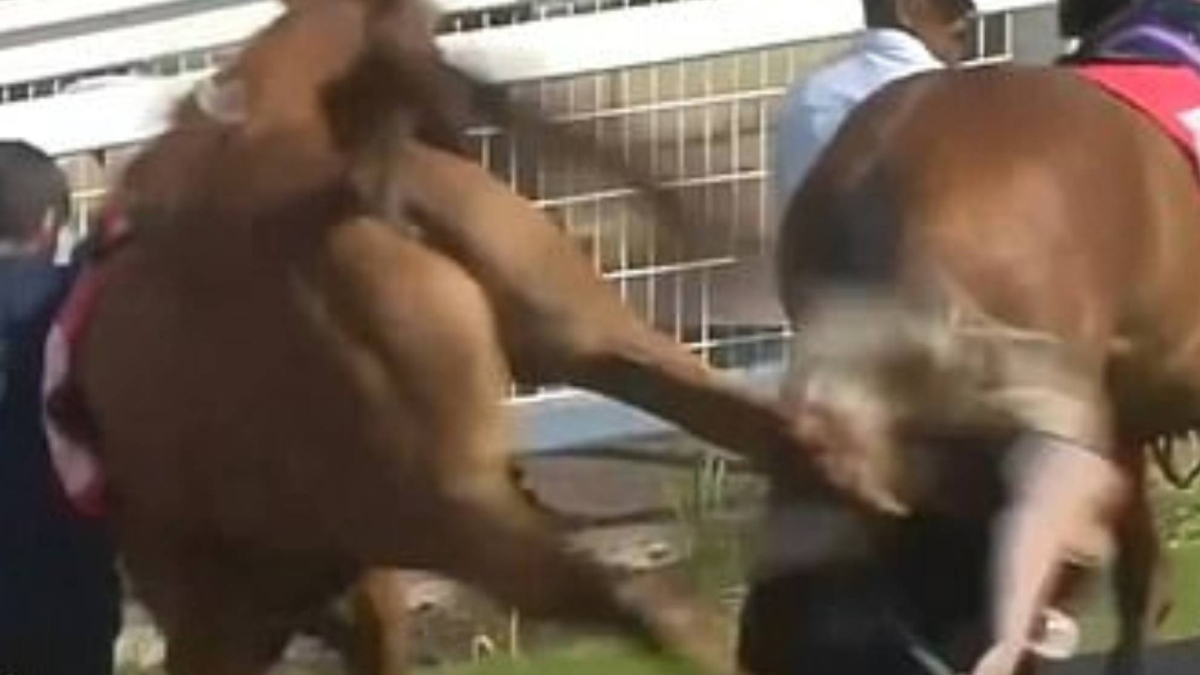 Terror en el hipódromo: un caballo castrado manda al hospital a una moza de cuadra con una brutal coz
