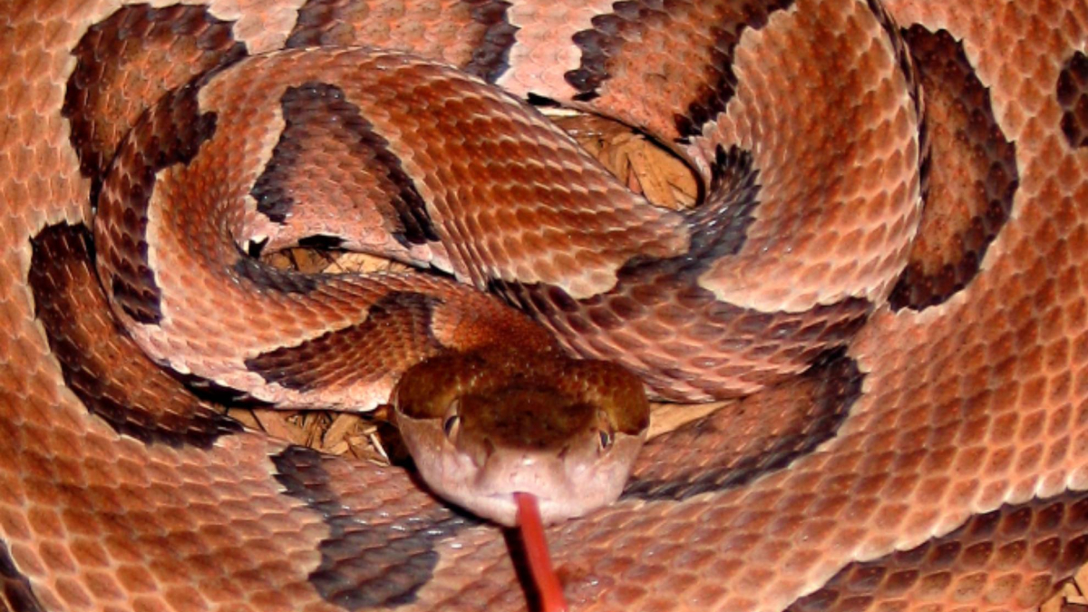  Terror por una amenaza de serpientes venenosas en el Mundial 