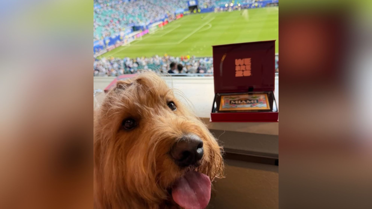 Quién es Brodie, el perro viral del Mundial que vio el Argentina vs Cabo Verde en un palco del estadio