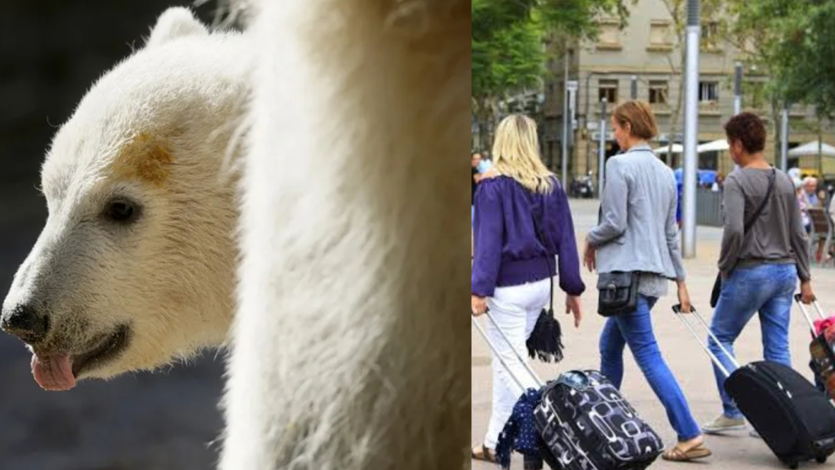 Turista in Norvegia multato per aver svegliato un orso polare con una sirena, Svalbard, protezione ambientale