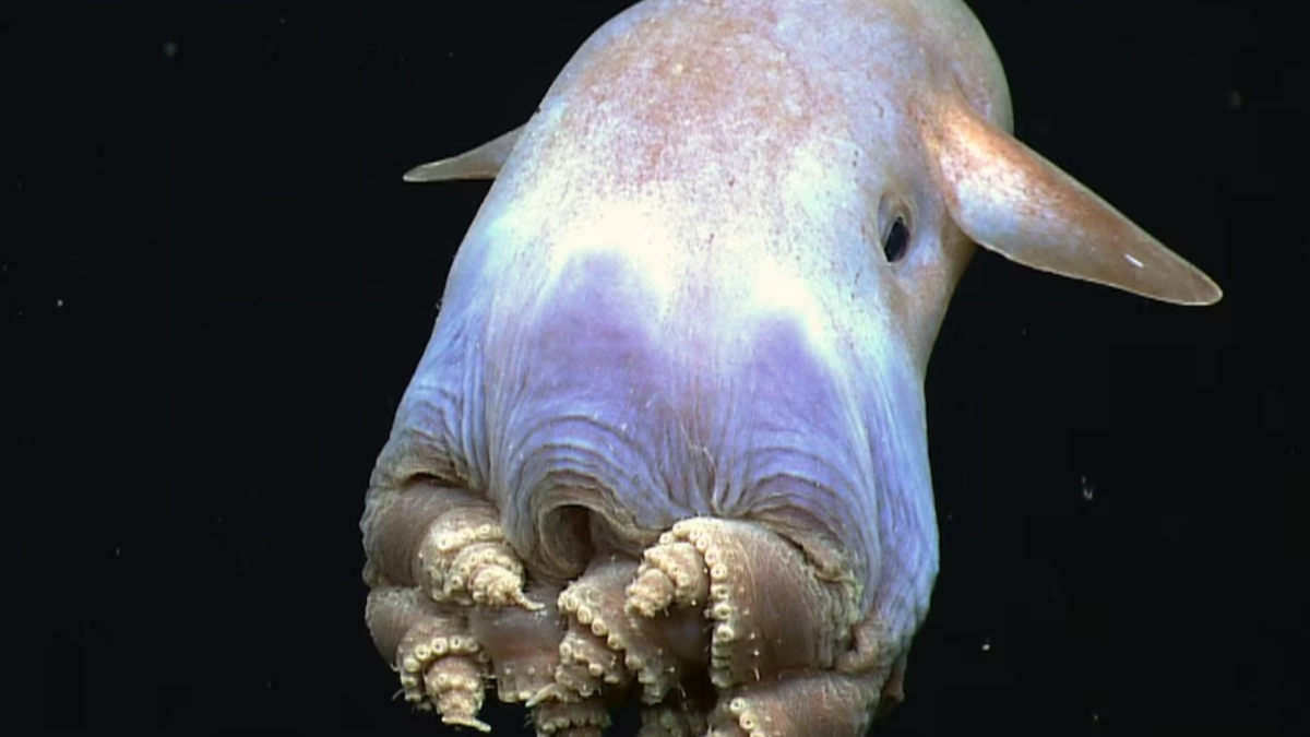Un pulpo abissale con forme simili a un elefante volante, si nutre interamente e si riproduce in qualsiasi momento