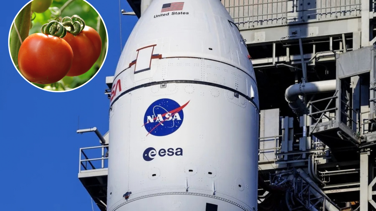 La NASA envió 12,5 millones de semillas de tomate al espacio: seis años después fueron traídas a la Tierra y se plantaron en 40.000 escuelas de 40 países