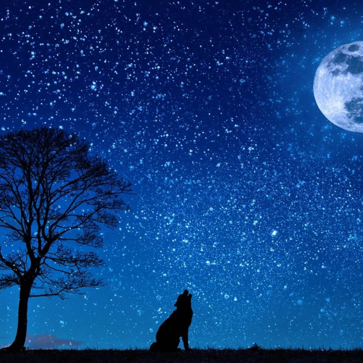 Ropa Gráfica Lobos Camiseta Lobos Para Hombre Y Mujer - Diseño 3D, Lobos  Aullando A La Luna Camisetas Novedosas Gráficas, image size:1200x1200