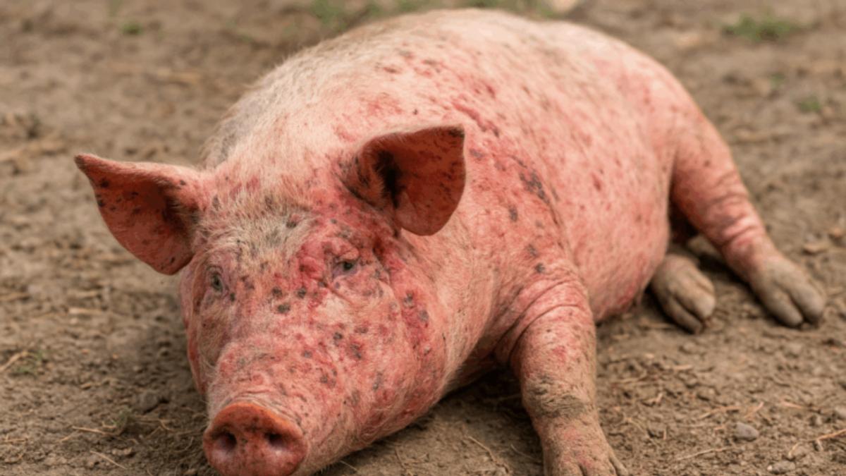 La organización del Tour modifica la segunda etapa y evitará Collserola por la peste porcina africana