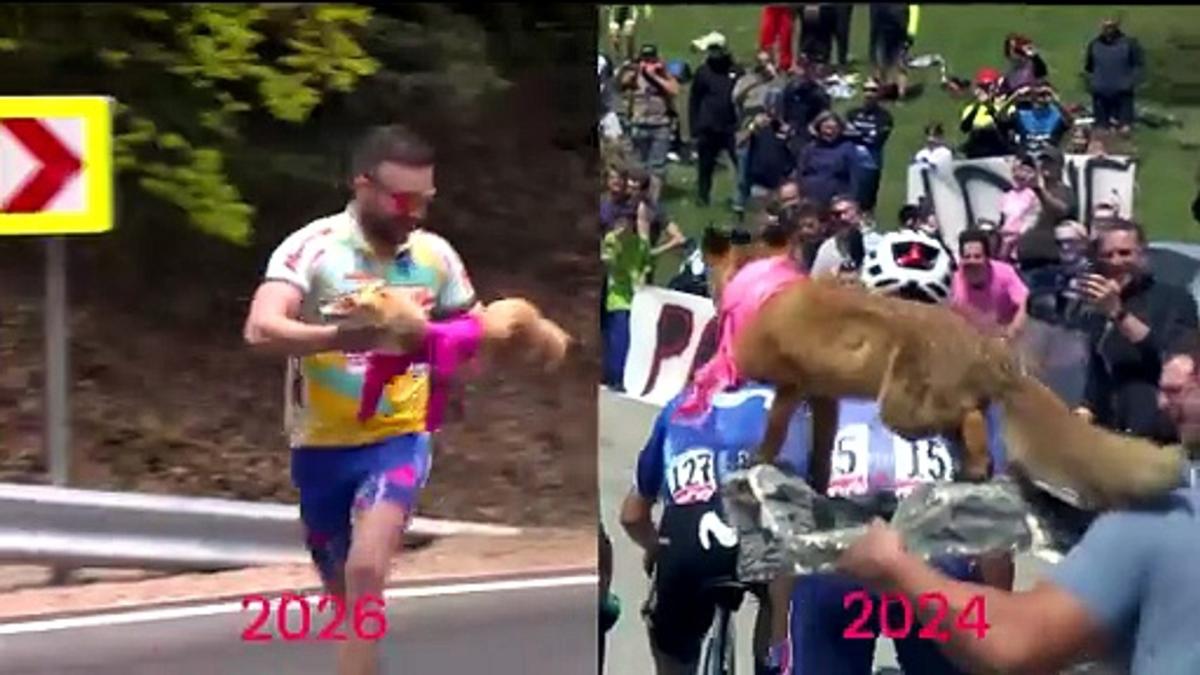 Noticia Ciclismo: Vuelve el zorro más famoso del Giro: invitado viral a la carrera... ¡sigue en plena forma dos años después! - joseluispolo.es