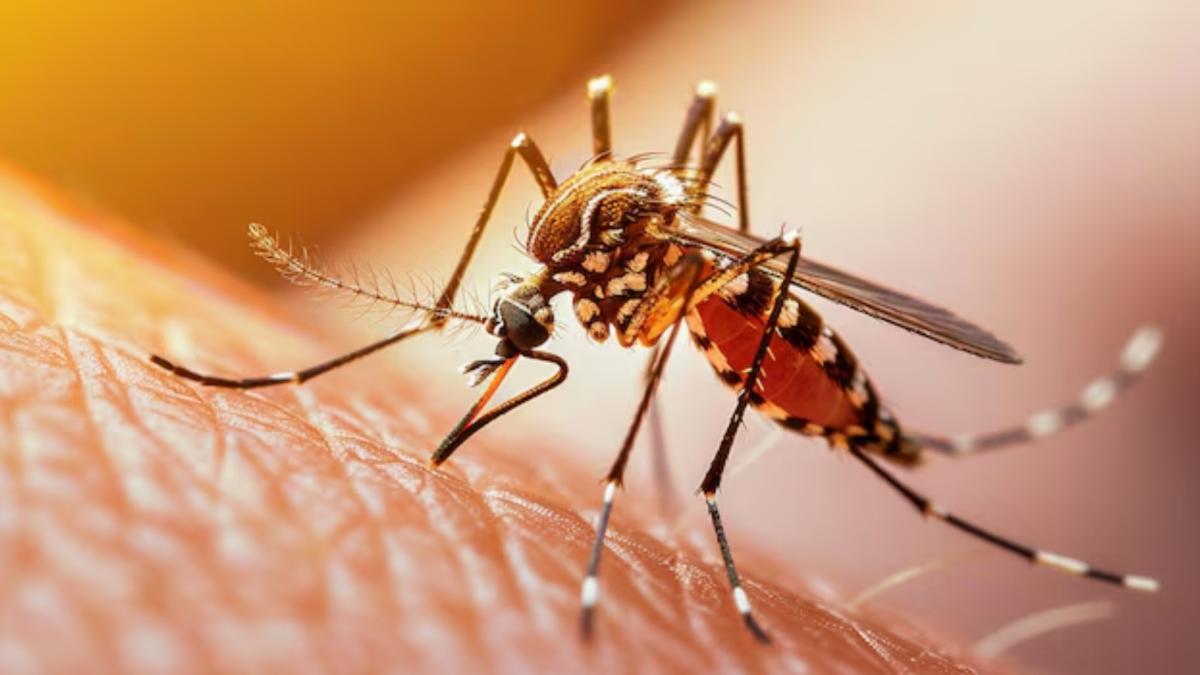 Rohit Lakhwani, zoologist: "Mosquitoes are developing resistance to insecticides"