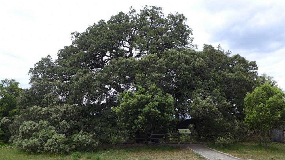 La Carrasca, el árbol que representará a España en el 'Tree of the Year ...