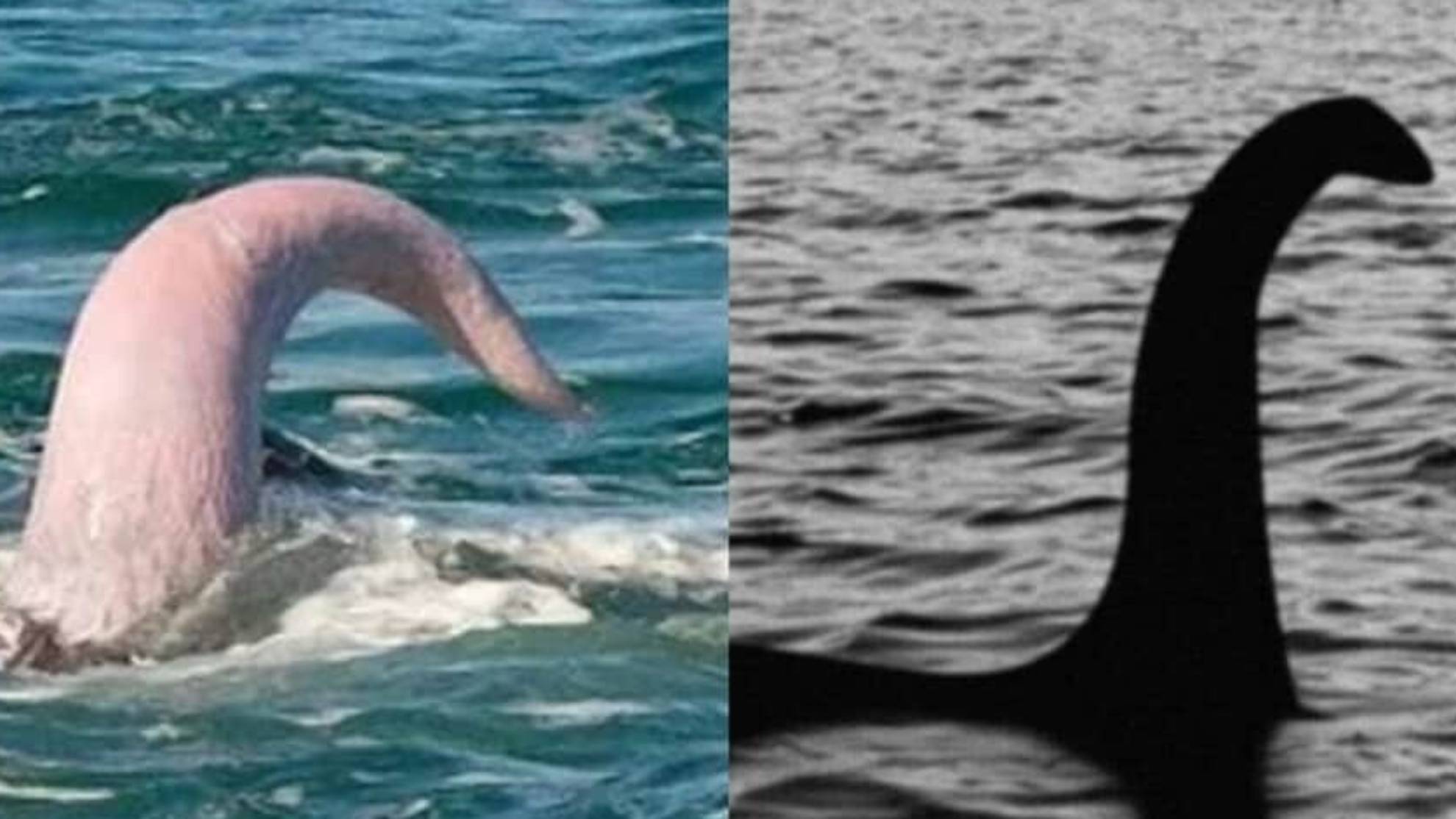 El Monstruo del Lago Ness es un pene de ballena? La teoría viral sobre la  realidad de los monstruos marinos, image size:1980x1114
