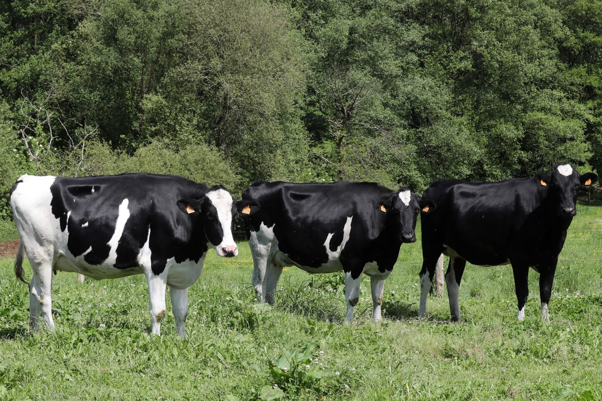 Vacas. EFE