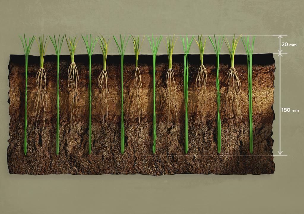 Césped del Bernabéu cosido