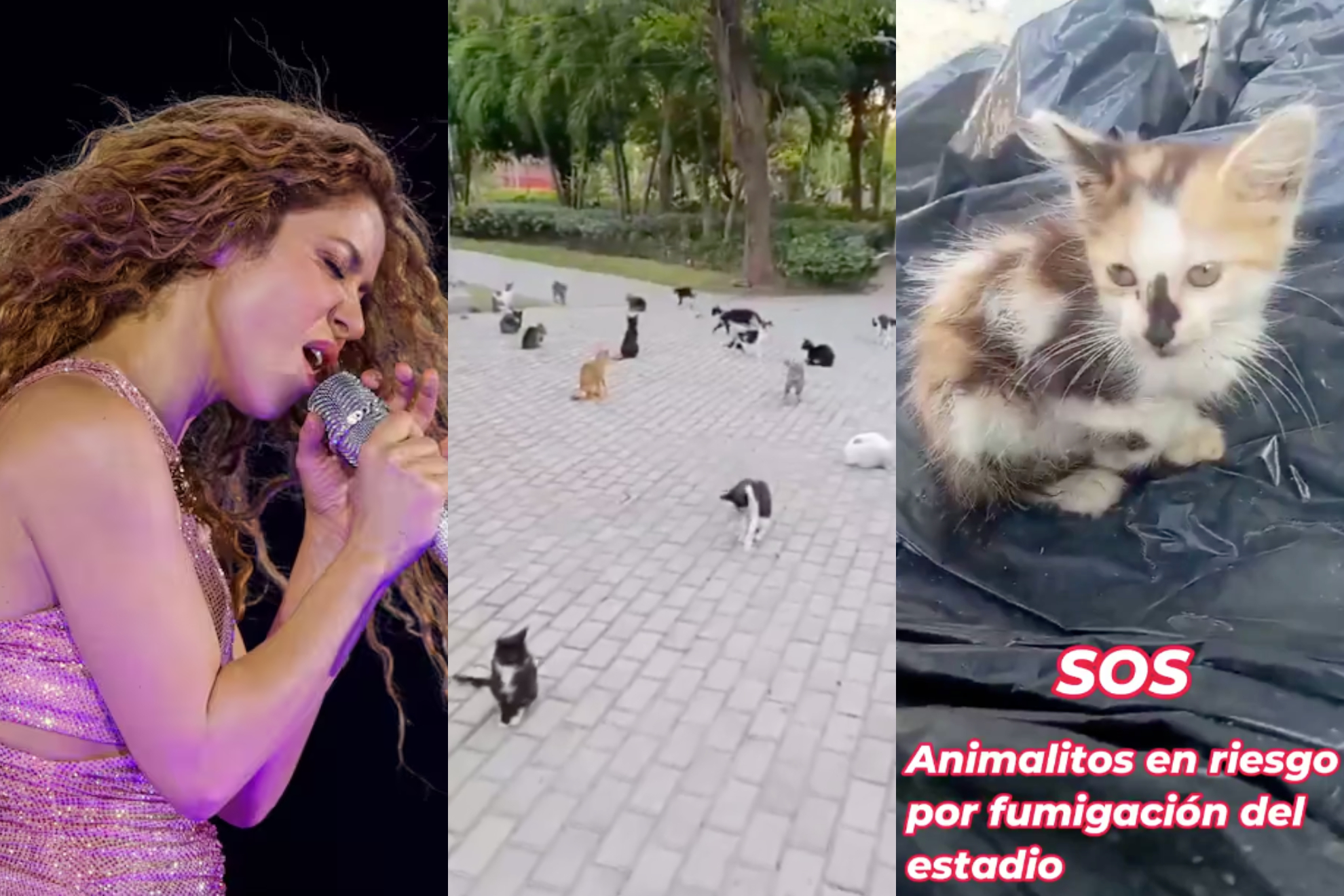 Supuesta fumigación en el estadio de Barranquilla para concierto de Shakira puso en riesgo a animales abandonados