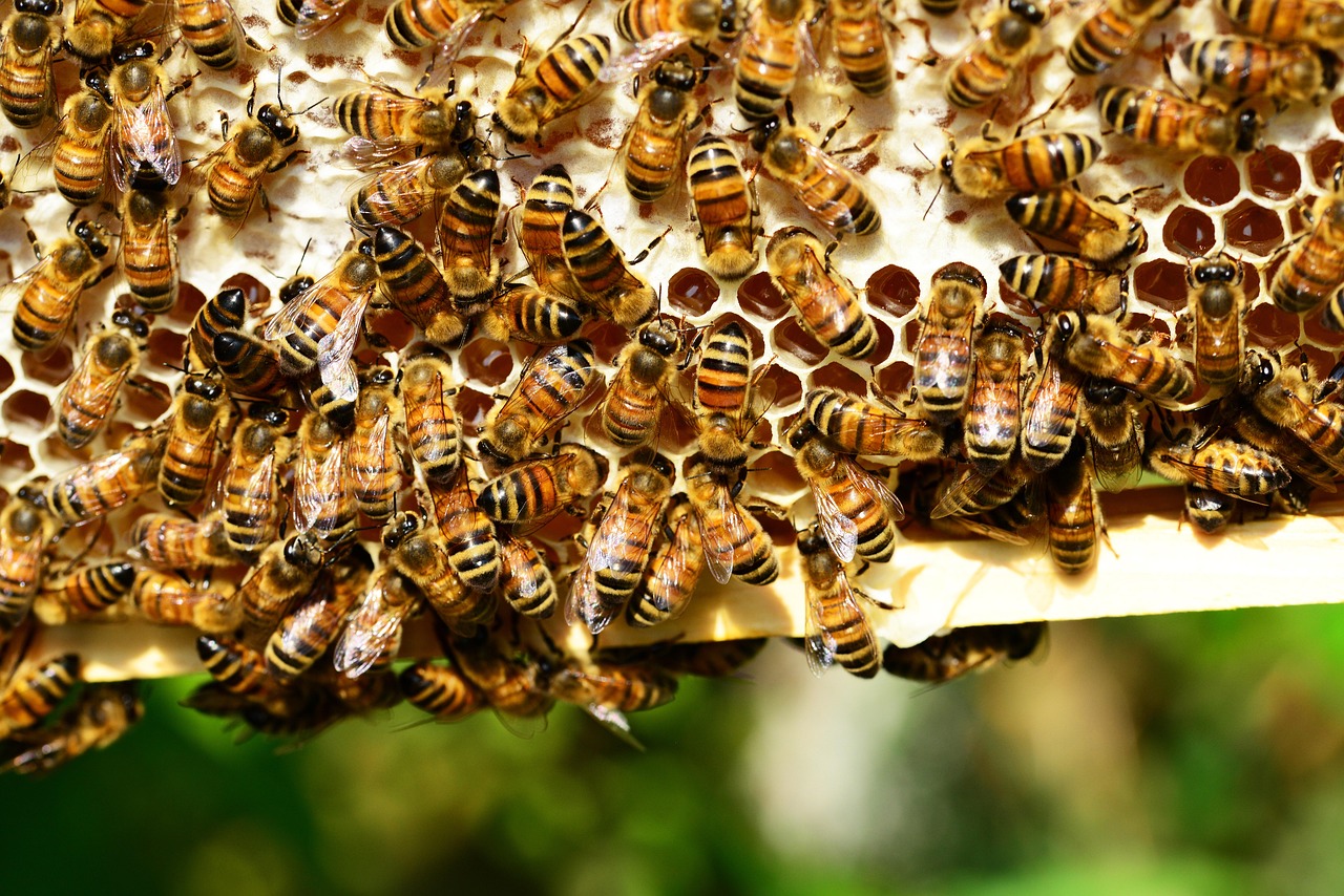 Las abejas son una pieza clave en nuestro bienestar