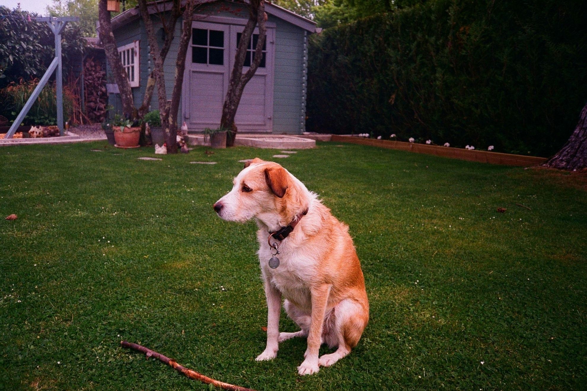 Ley de bienestar animal