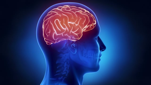 Imagen del cerebro de un ser humano.