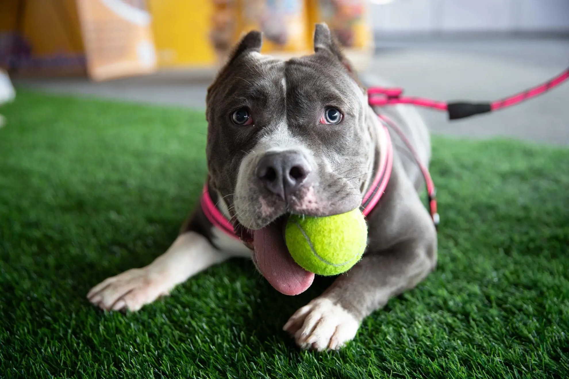 Gatos y perros imagen de recurso