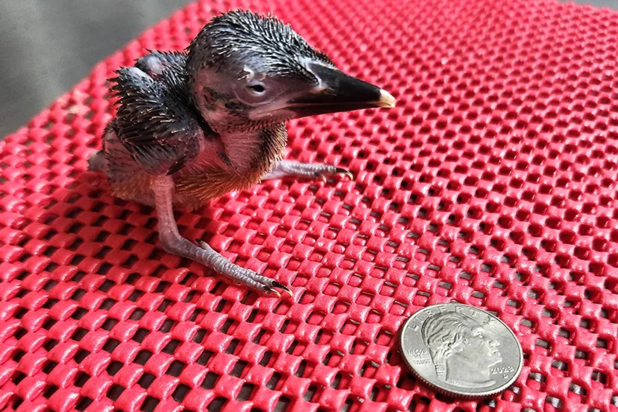 Martín pescador de Guam nacido en el zoo de San Antonio