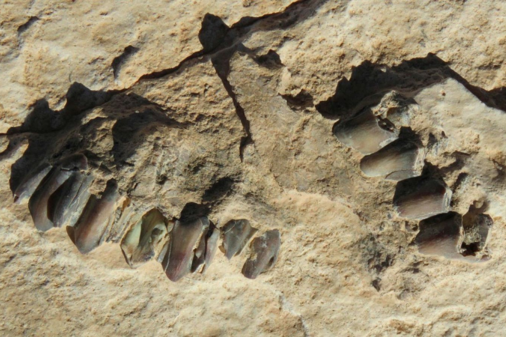 Un equipo de científicos descubre cientos de huellas fosilizadas de hace unos 120.000 años en el desierto de Nefud