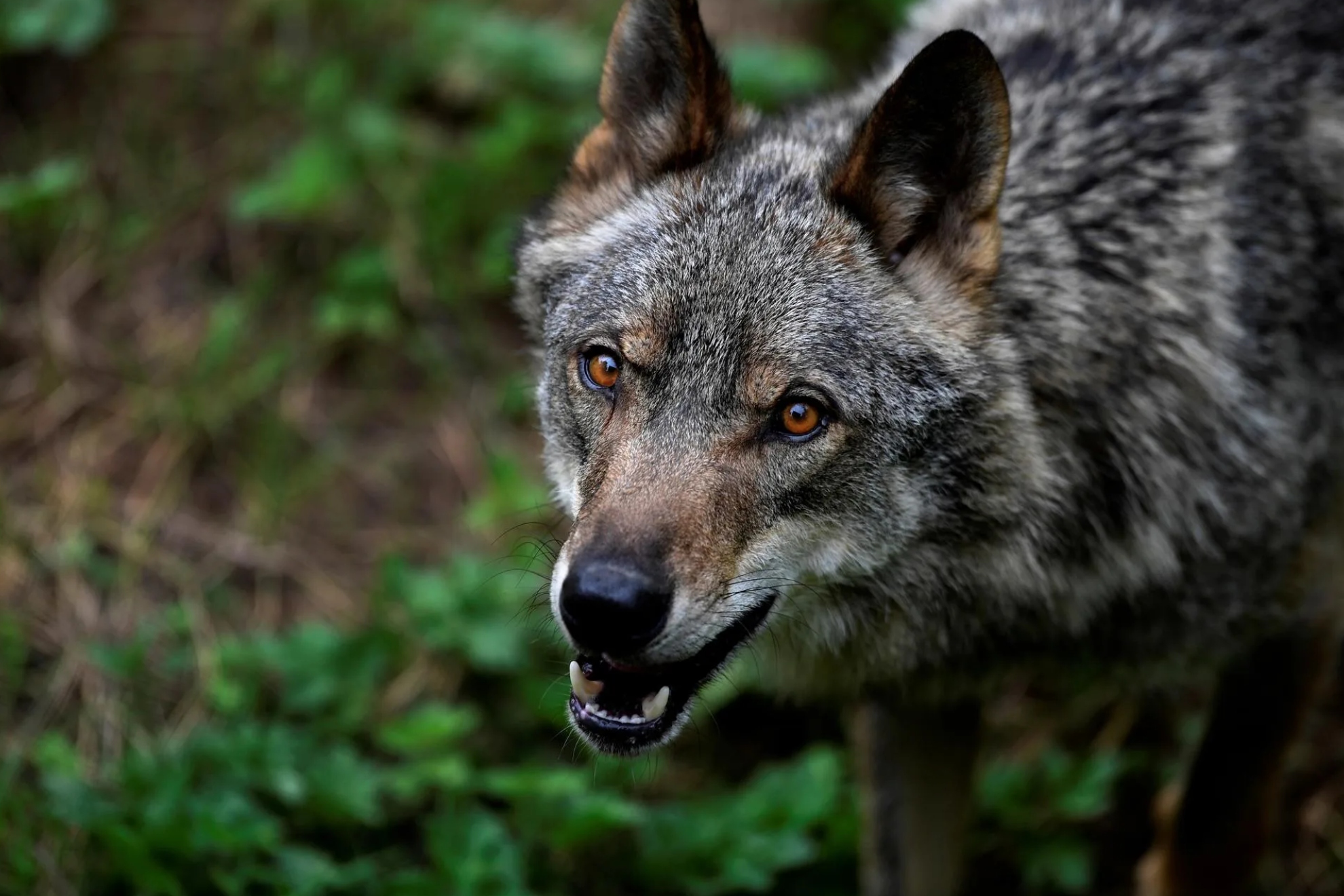 Los lobos de la Zona de Exclusión de Chernóbil (CEZ) prosperan tras casi 40 años de exposición crónica a la radiación