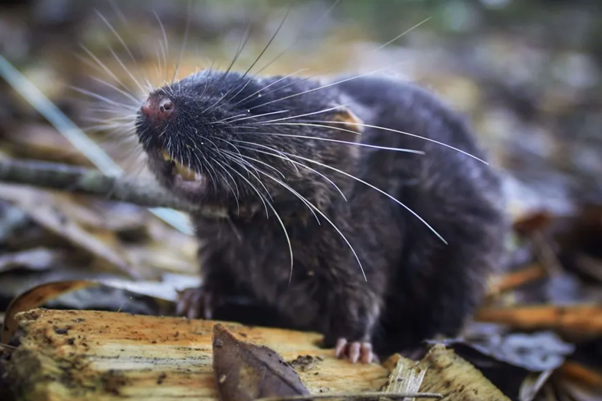 Ratón