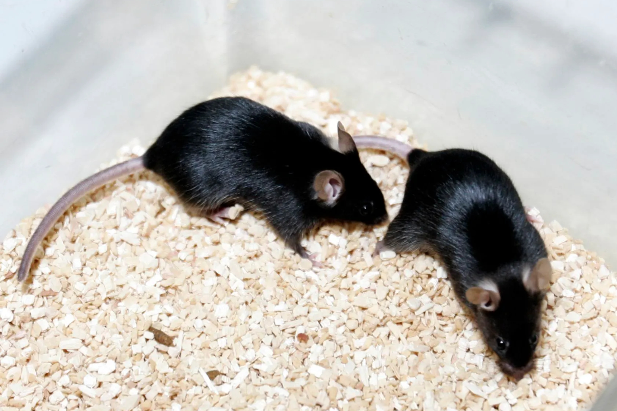 Ratones - Hantavirus