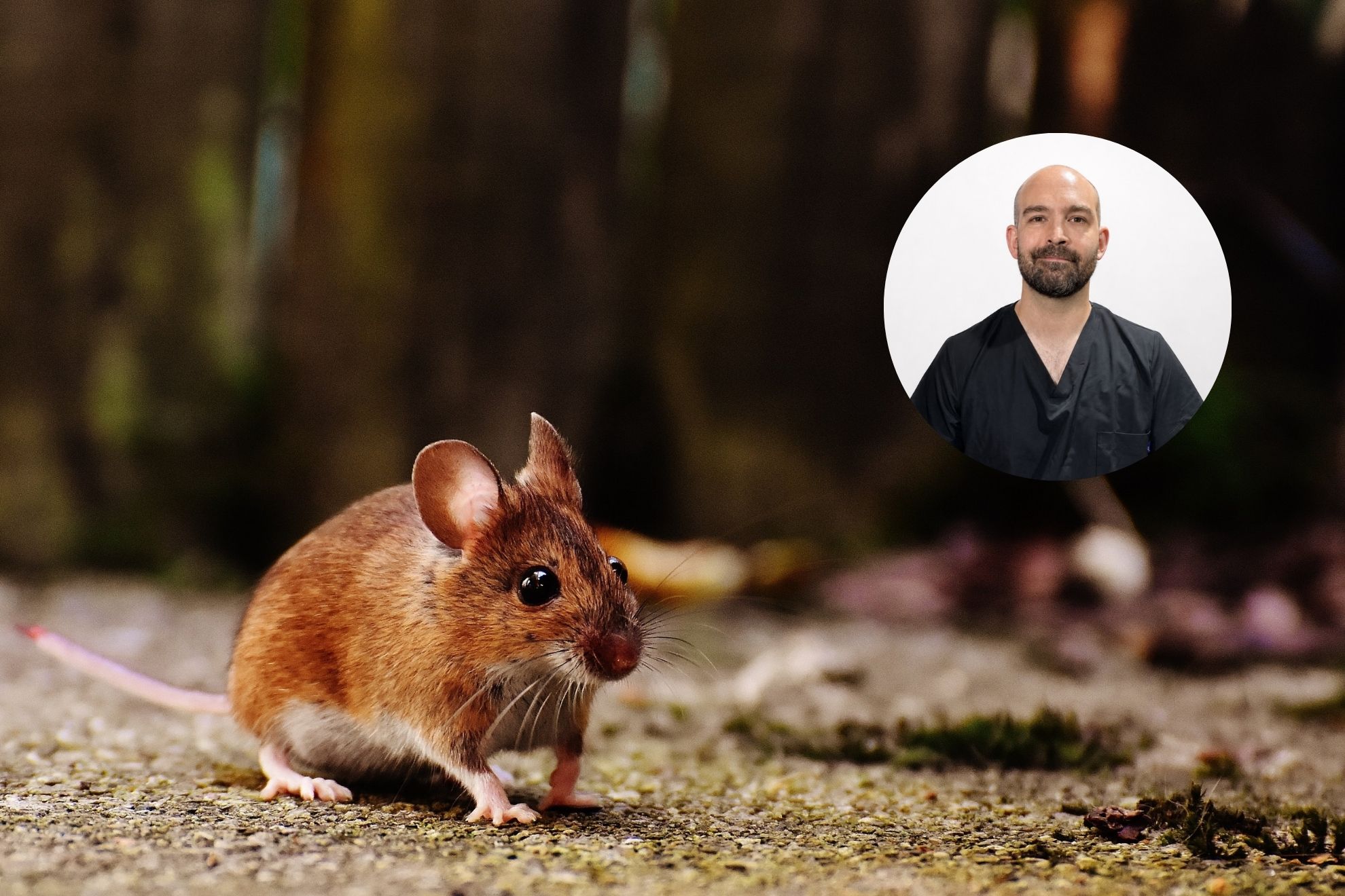 El hantavirus se transmite, generalmente, por los roedores