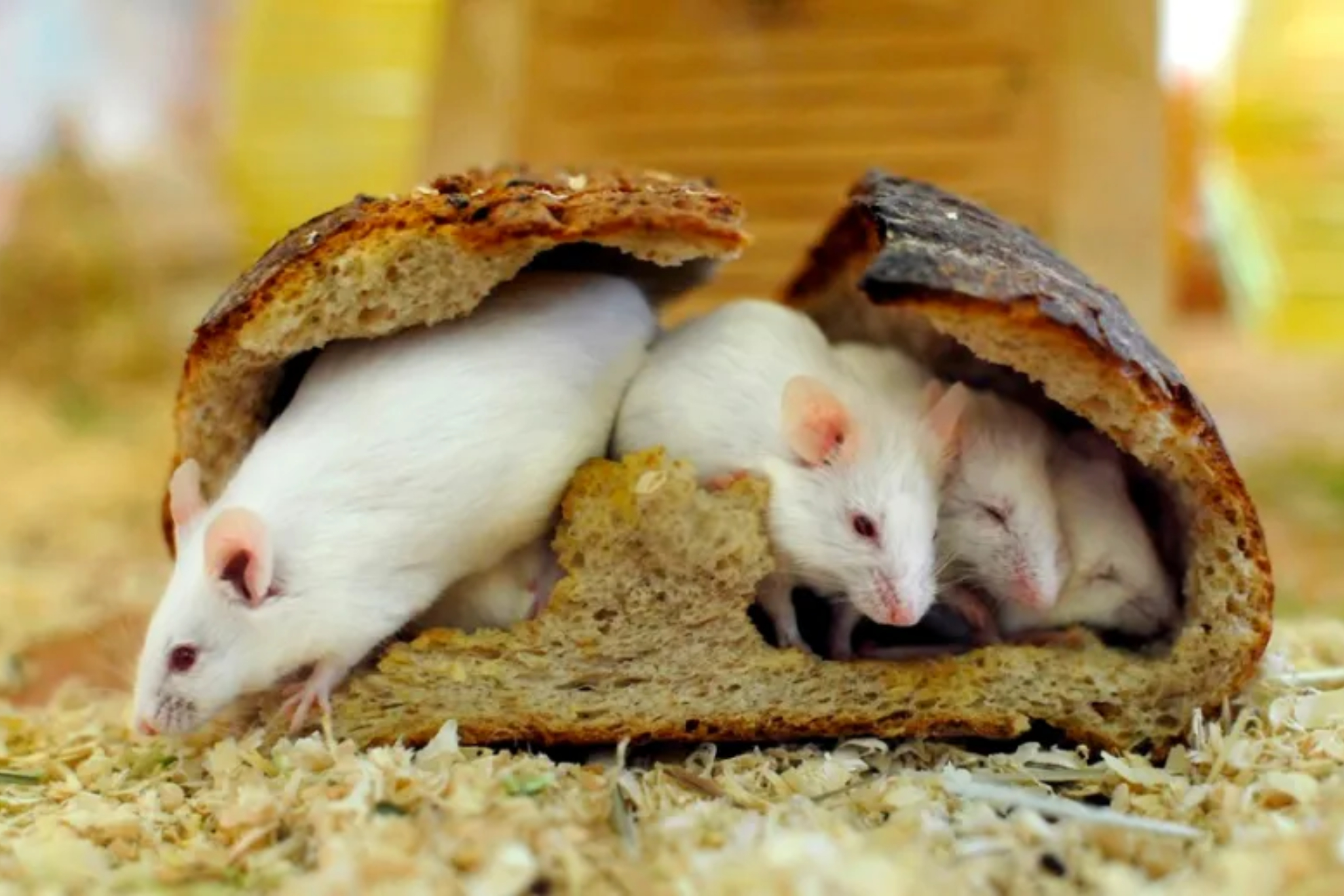 Hantavirus