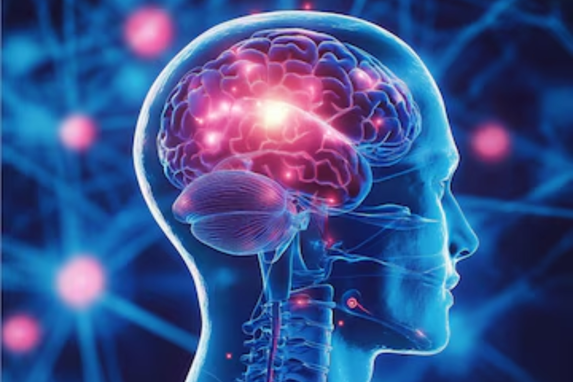Cerebro humano