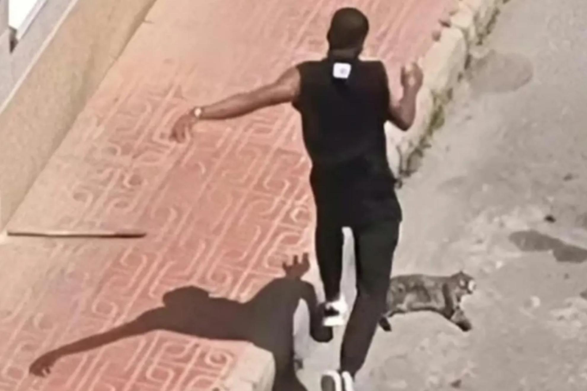 En la imagen, el hombre patea al gato de su expareja.
