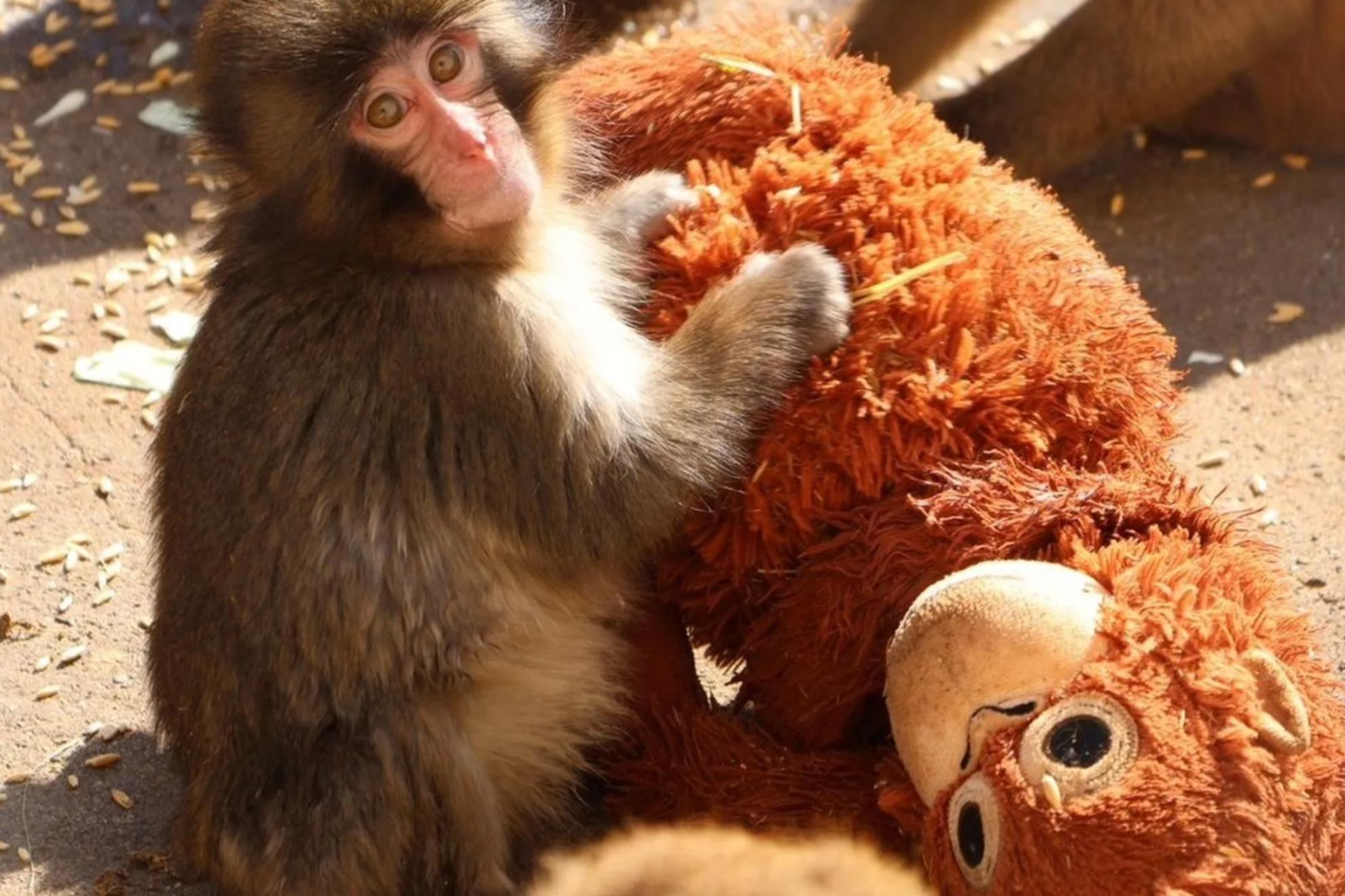 Punch, con su peluche en una fotografía facilitada por el Zoológico y Jardín Botánico de Ichikawa.