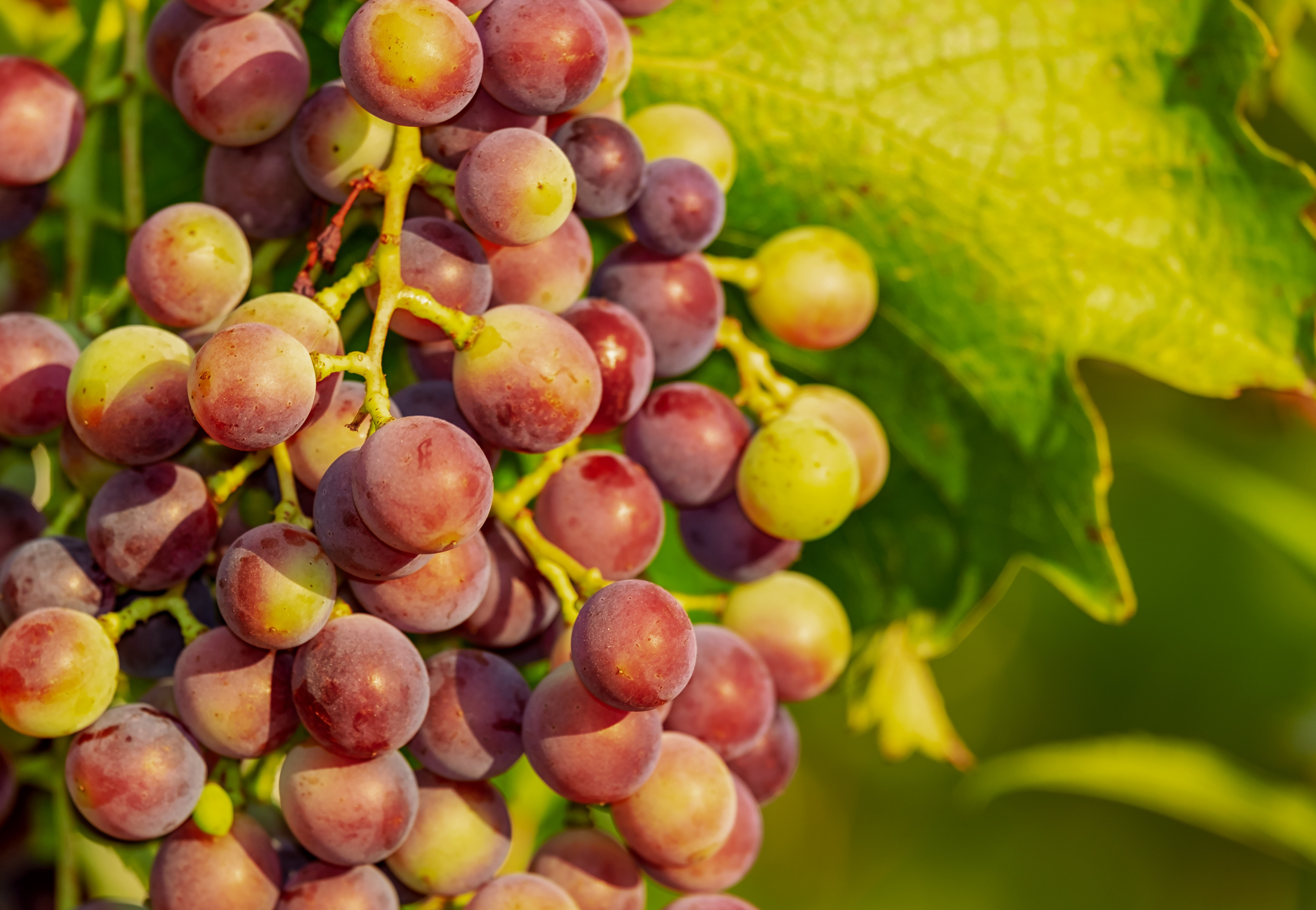 Las uvas de mesa se encuentran en esa lista