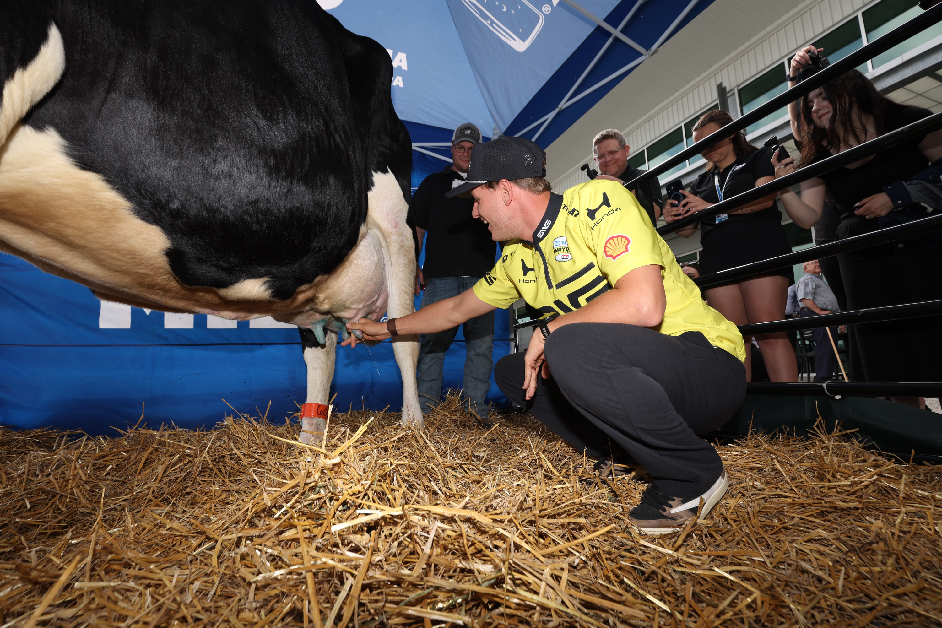 Schumacher cumplió la tradición de los novatos en Indianápolis: ordeñar una vaca