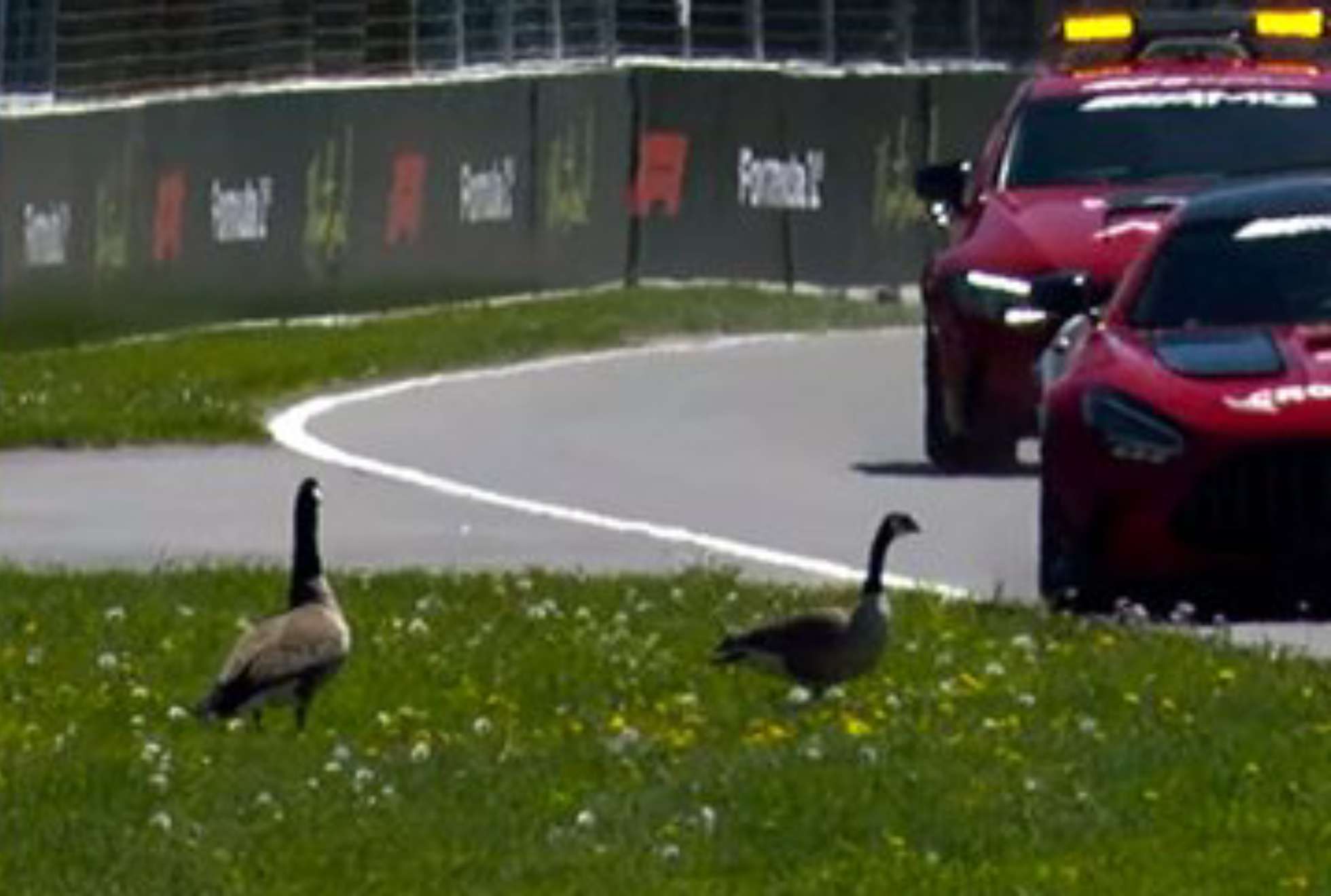 Los gansos cerca de la pista el jueves en el circuito Gilles Villeneuve.