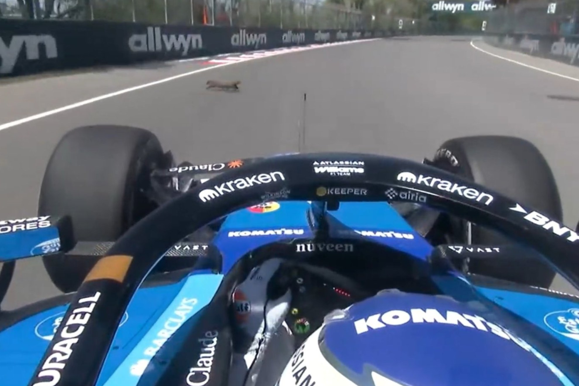 Albon aproximándose a la marmota.