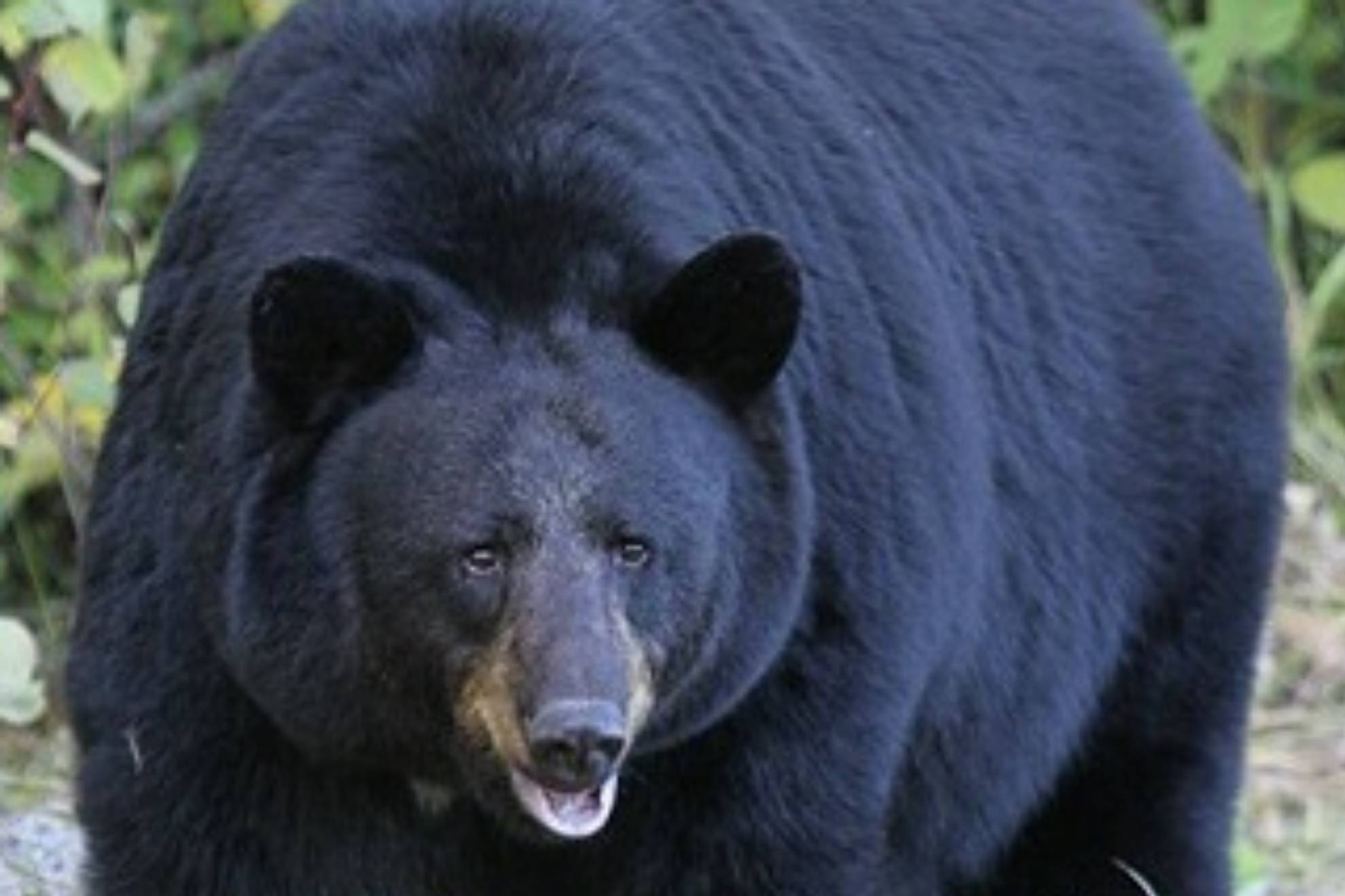 Hrishikesh Koloth, luchador de MMA, muere en el ataque de un oso negro: "Soñaba con la UFC"