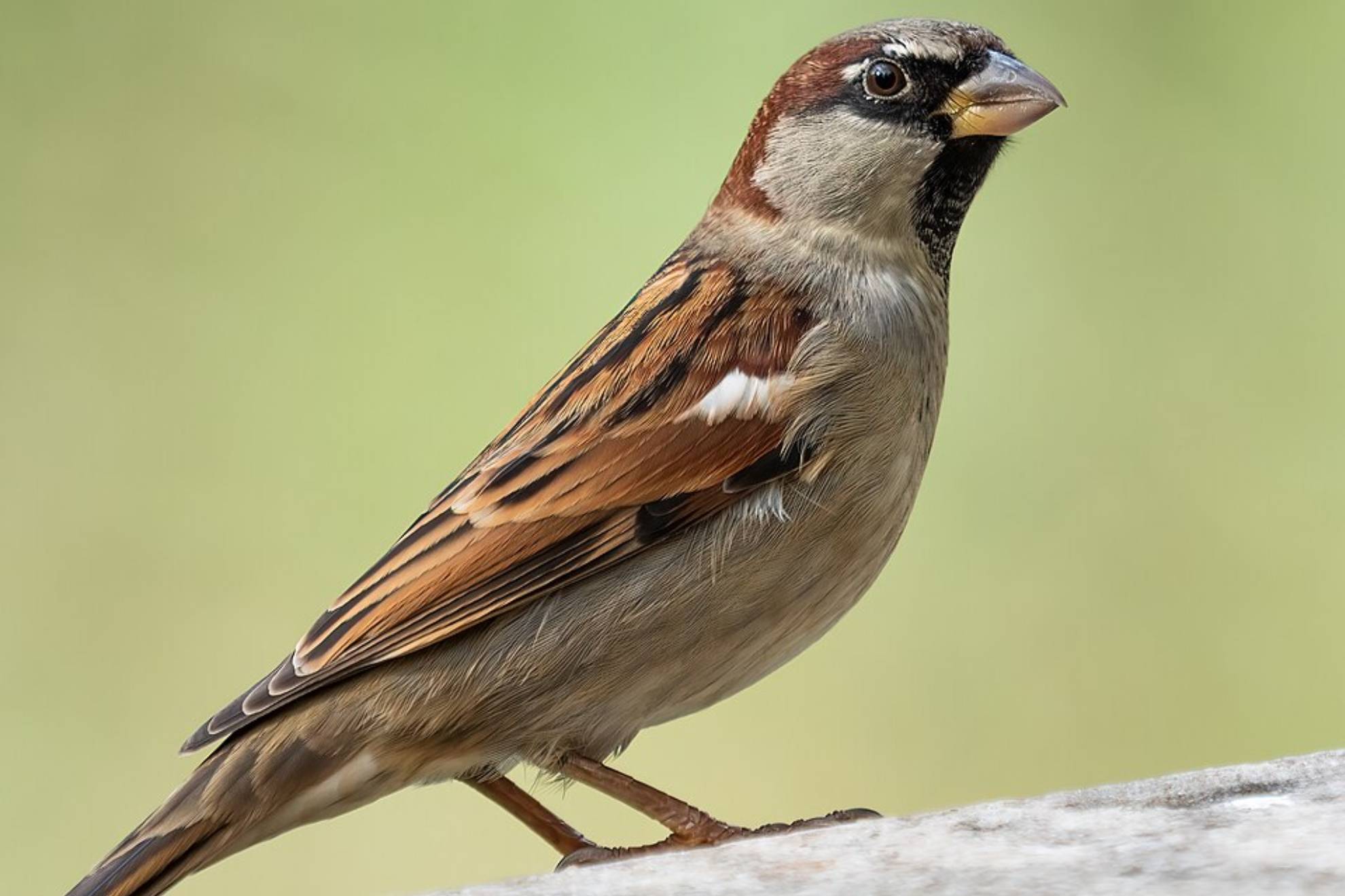 La teoría de los pájaros condena a España en el Mundial y lanza a Brasil Wikipedia
