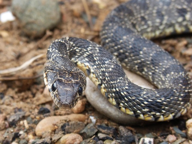 Serpiente. Pixabay.