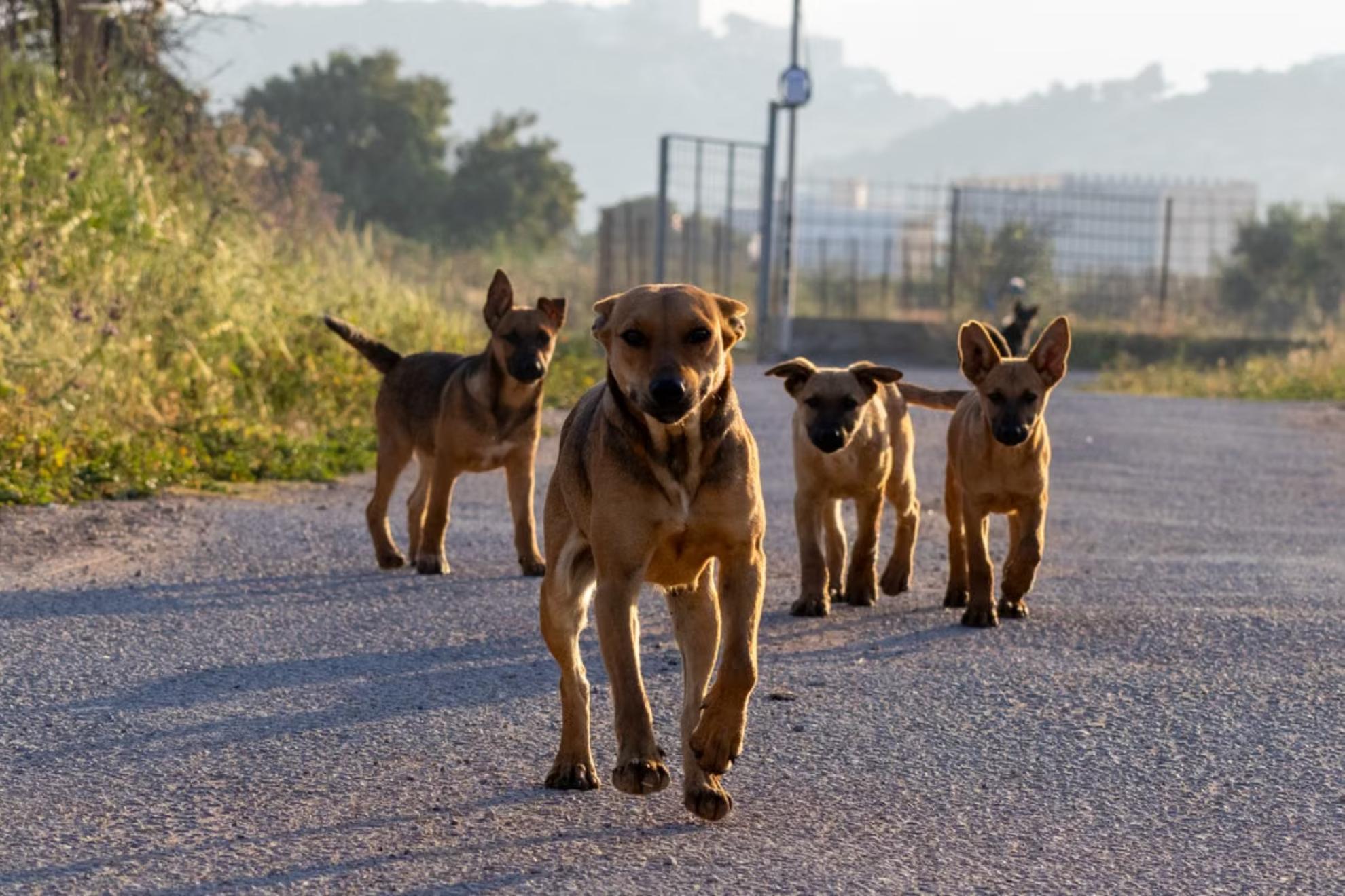Un grupo de cuatro perros callejeros, paseando por un sendero rural.