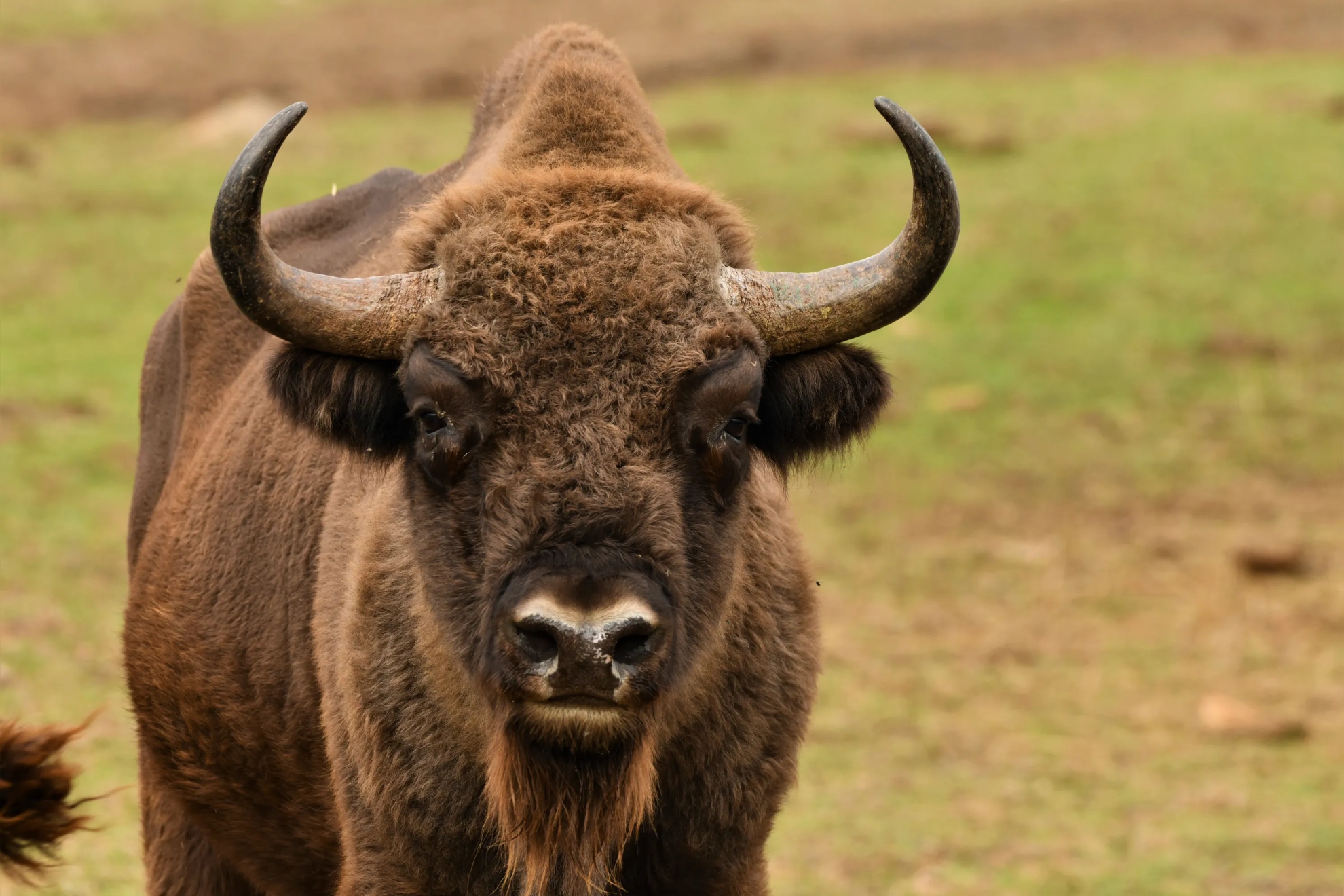 Imagen de un bisonte. EFE