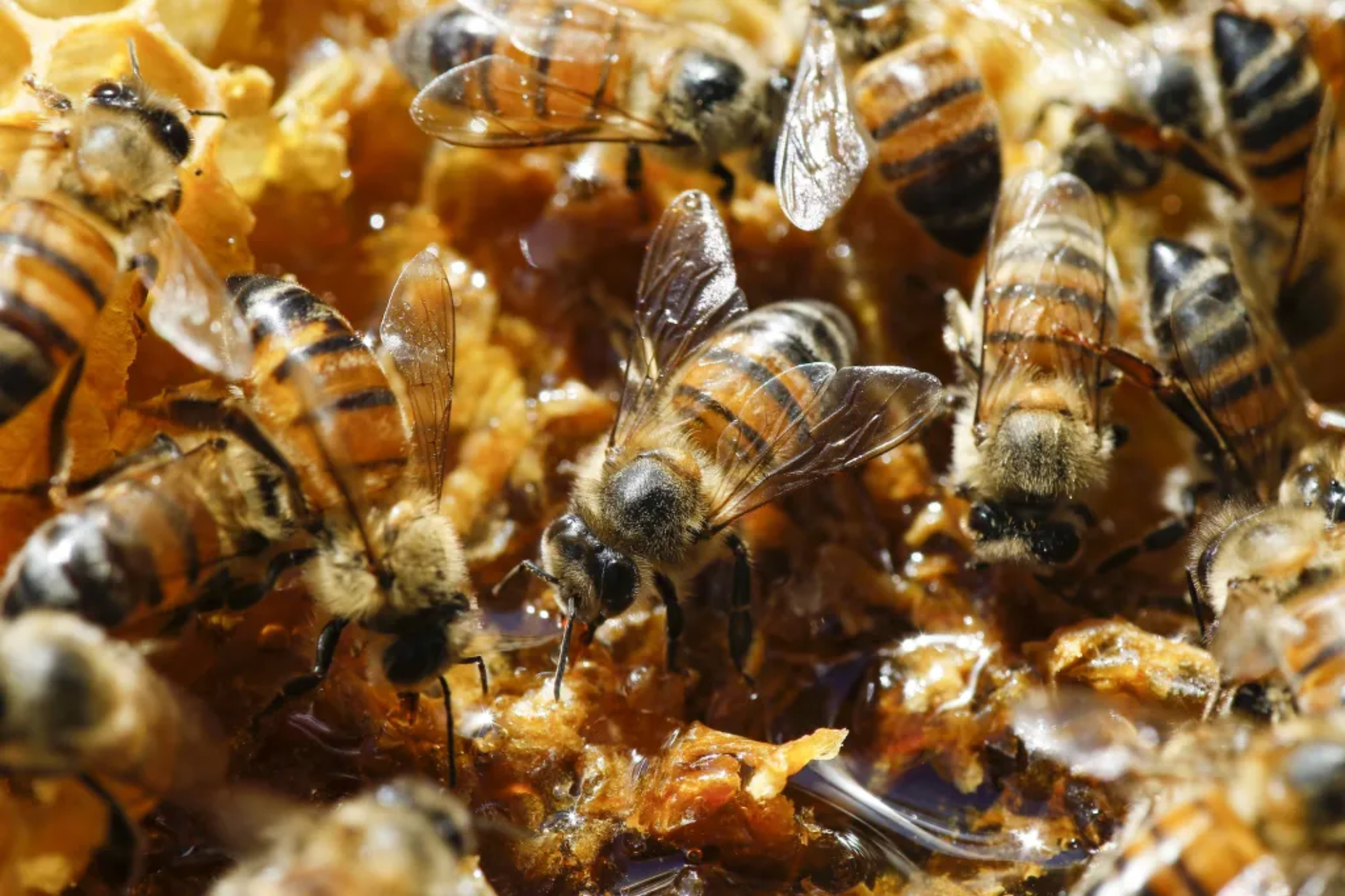 Abejas en una colmena EFE