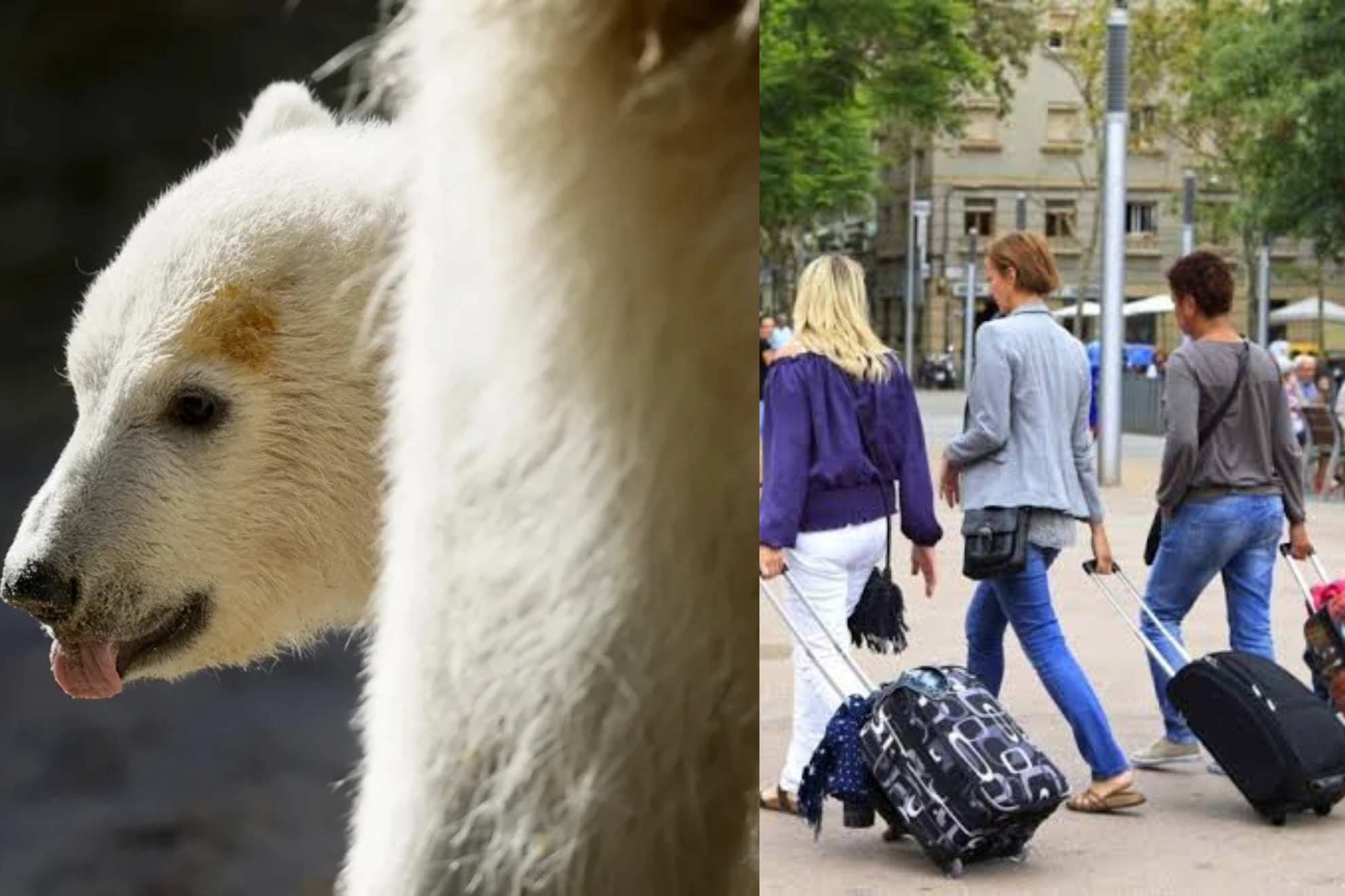 Oso Polar izquierda,turistas derecha EFE