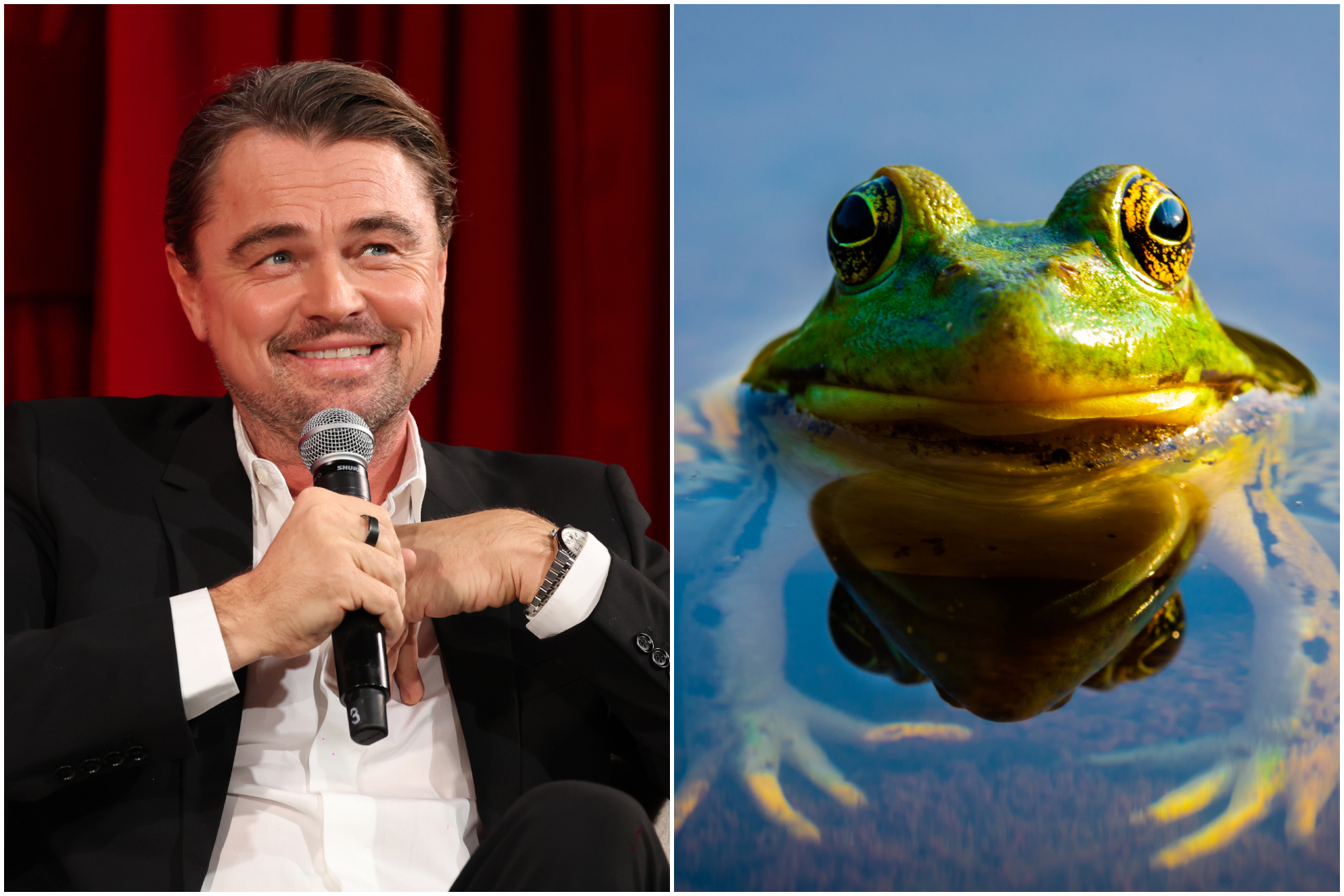Leonardo DiCaprio / Una rana. Getty