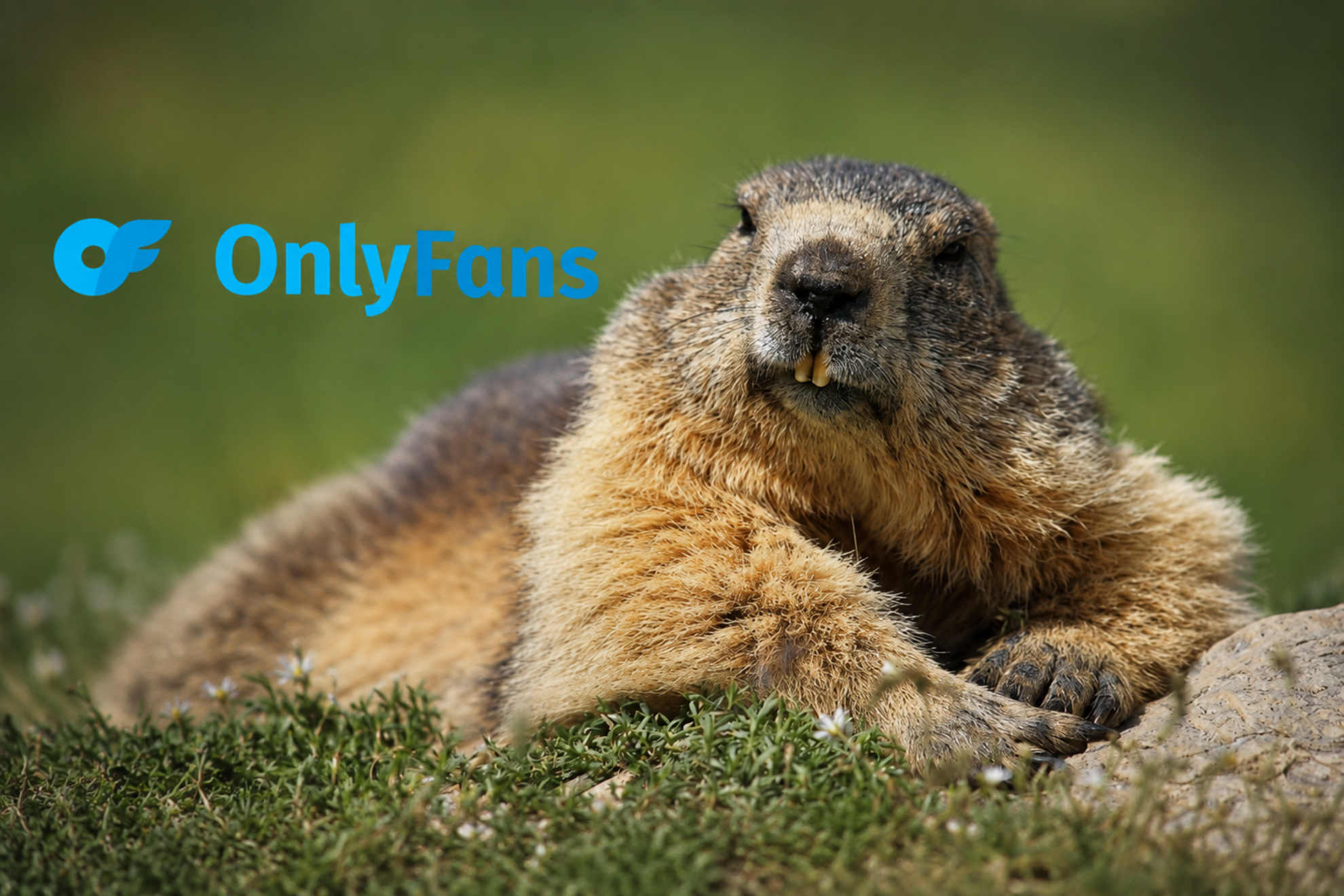 Marmota junto con el logo de 'Onlyfans' IA