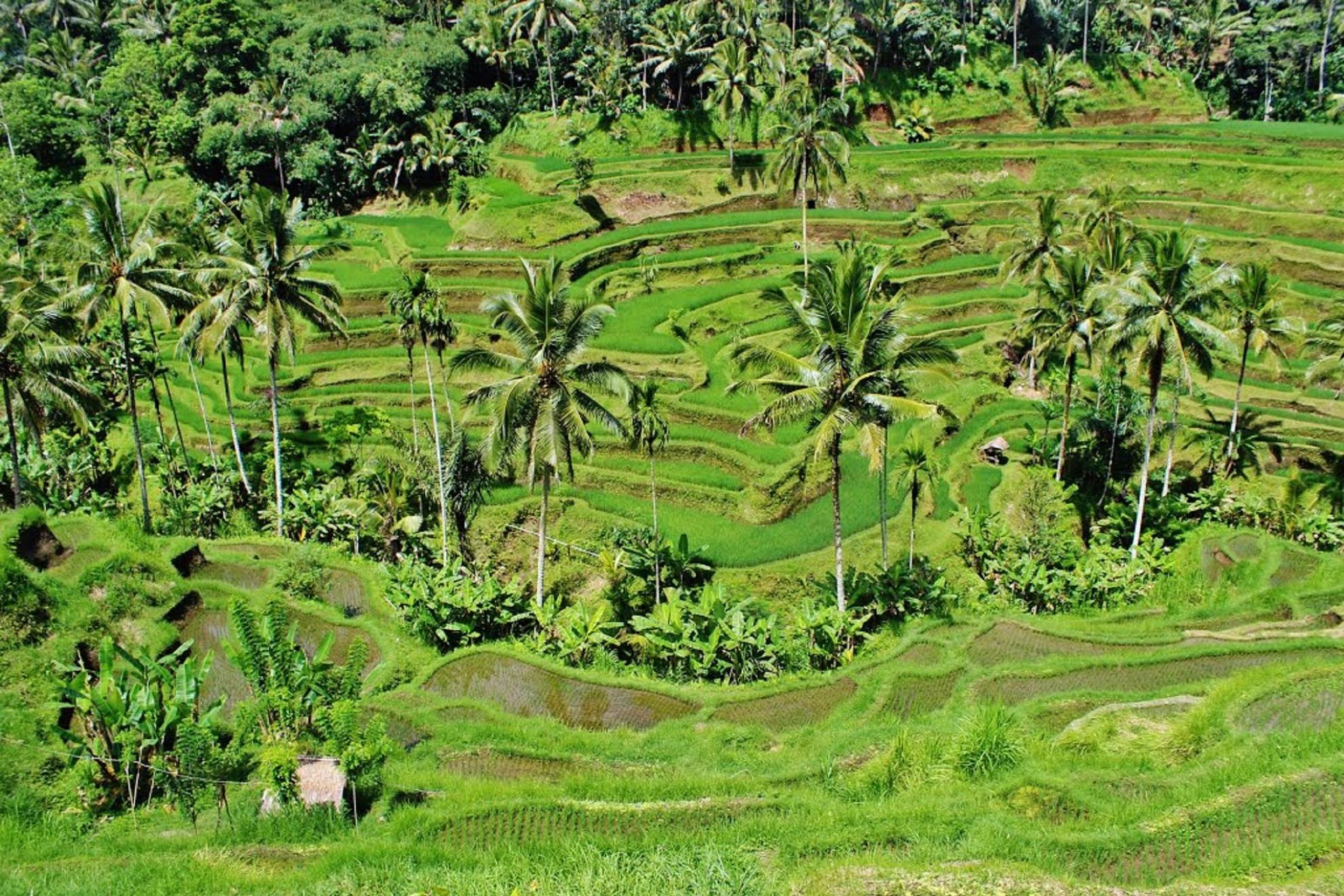 Plantación de cocos.