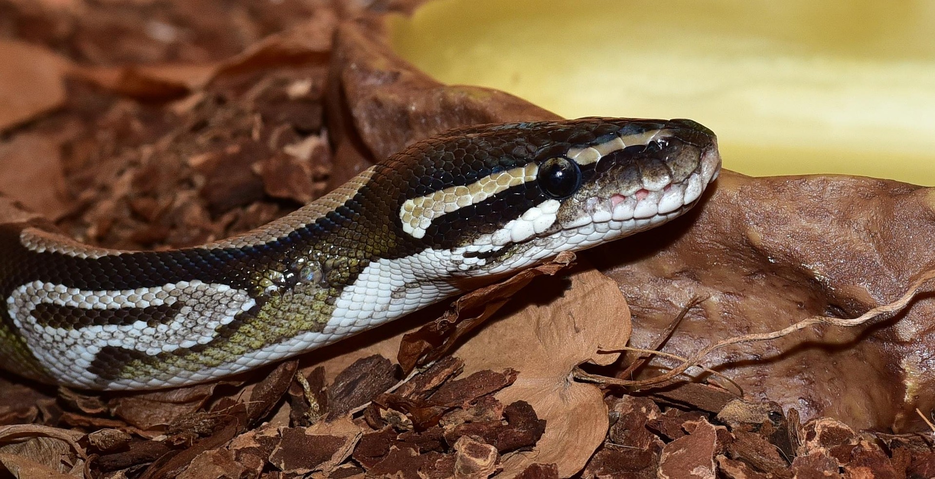 Una serpiente. Pixabay