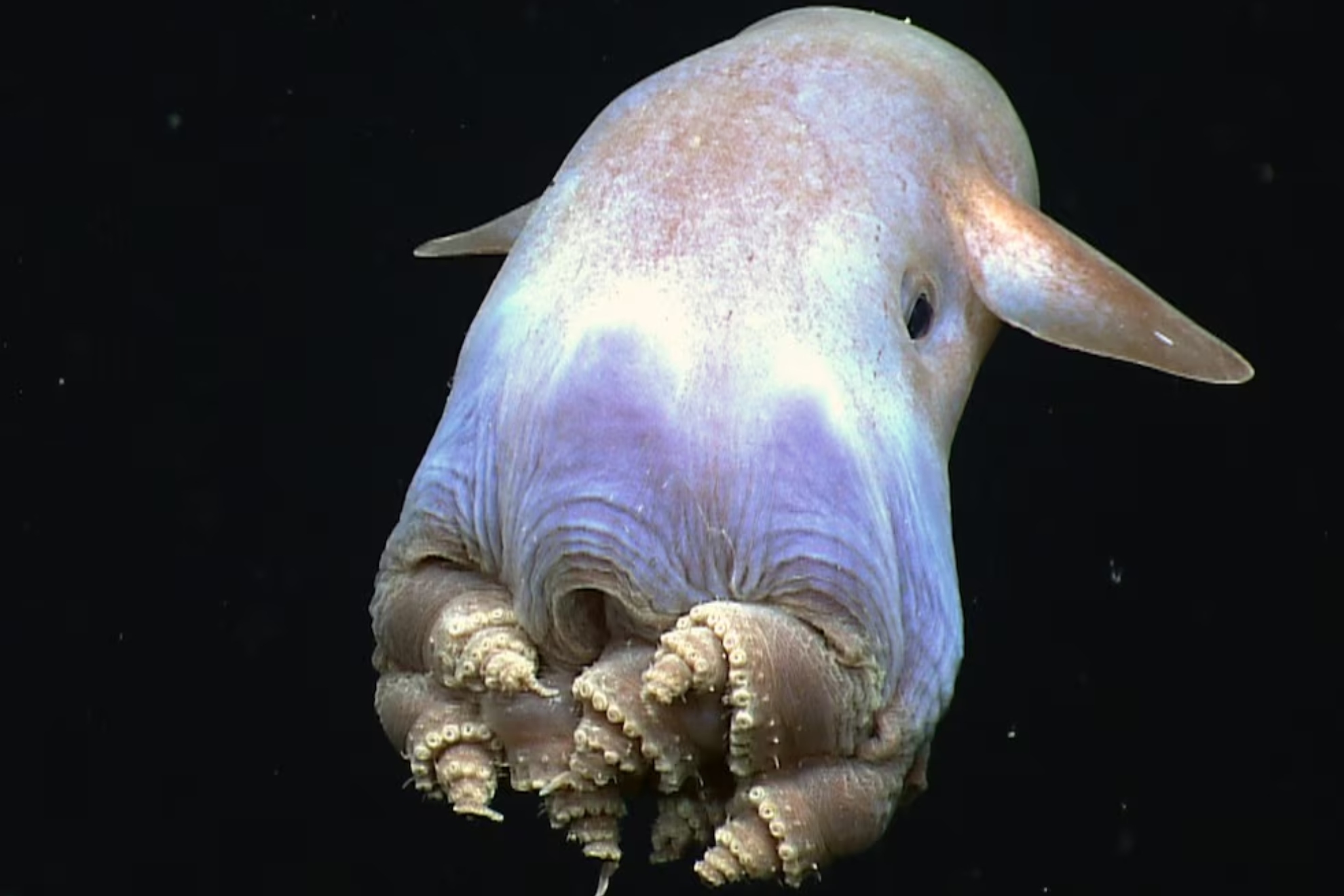 El desconocido animal que puede tragarse a sus presas enteras, reproducirse en cualquier momento y debe su nombre a un personaje de Disney NatGeo